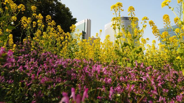 浜離宮恩賜庭園の菜の花