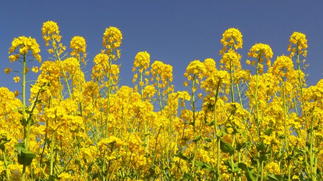 浜離宮恩賜庭園の菜の花