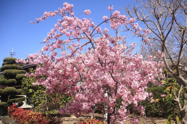 庭先に咲く満開の河津桜