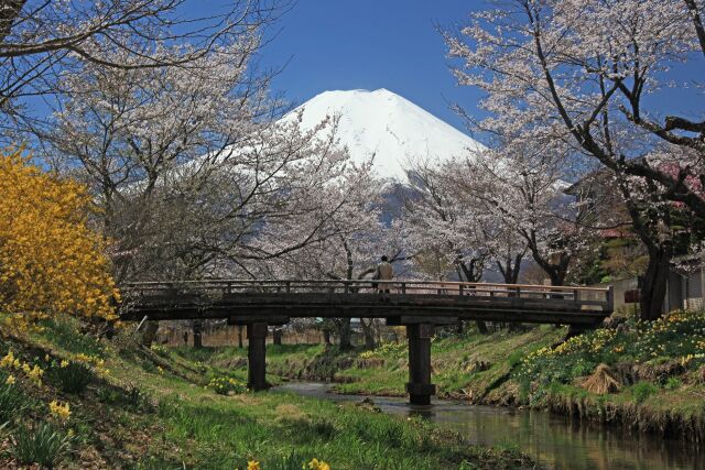 定番 忍野の富士