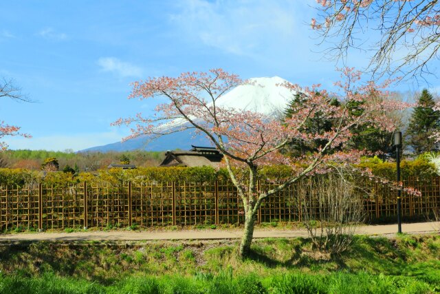 忍野八海