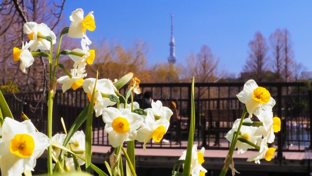 不忍池の水仙とスカイツリー