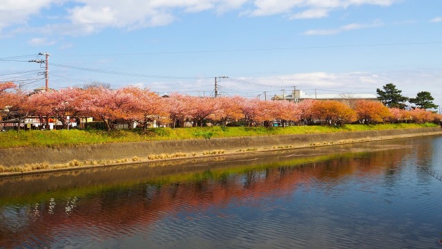 河津町の河津桜