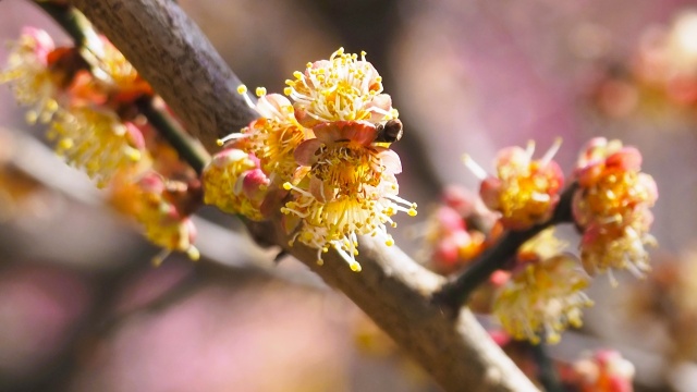 偕楽園の梅(花弁退化)