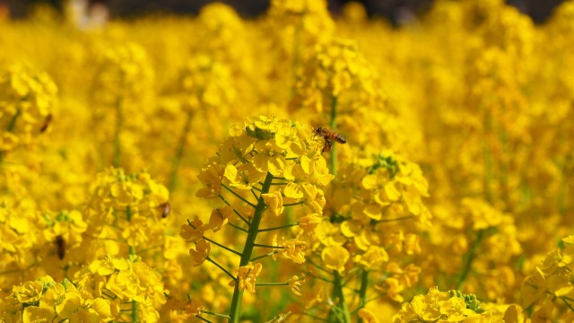 浜離宮恩賜庭園の菜の花