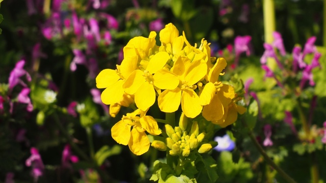 浜離宮恩賜庭園の菜の花