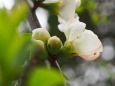 三ッ池公園の木瓜