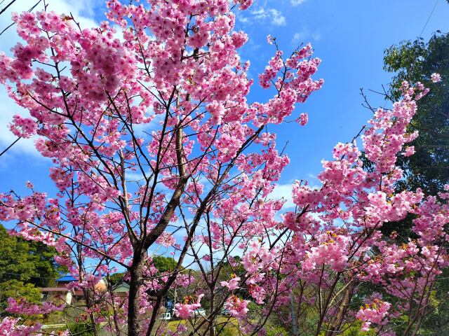 陽光桜