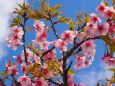 河津町の河津桜