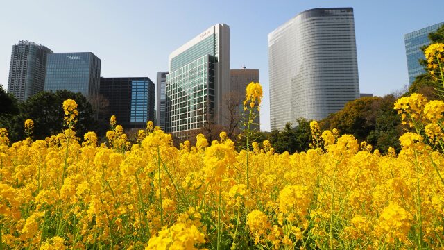 浜離宮恩賜庭園の菜の花