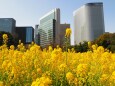 浜離宮恩賜庭園の菜の花