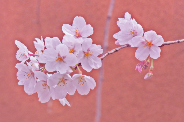 咲き始めた桜