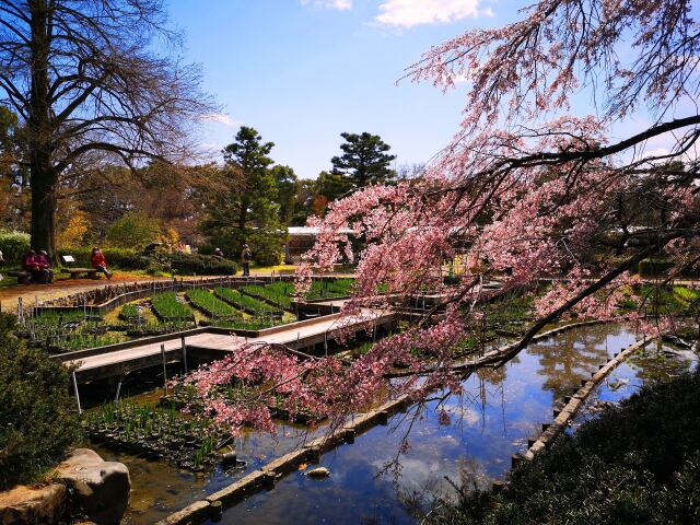 京都府立植物園