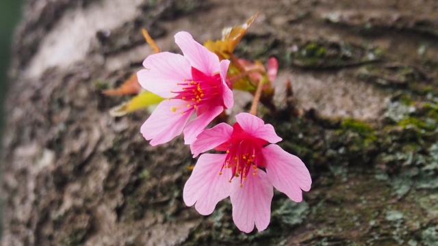 三ッ池公園のオカメ桜