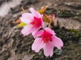 三ッ池公園のオカメ桜