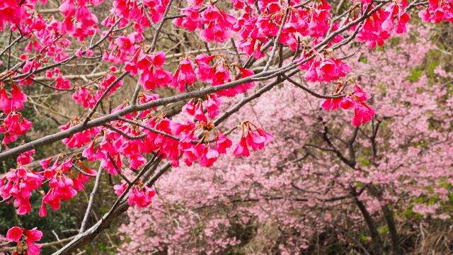 三ッ池公園の寒緋桜とオカメ桜