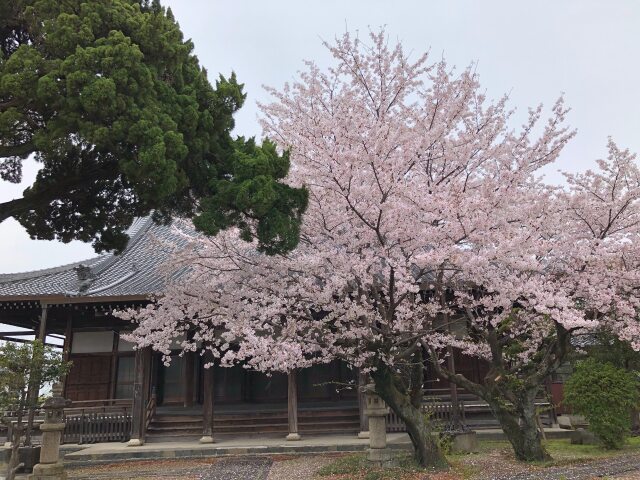 お寺の桜