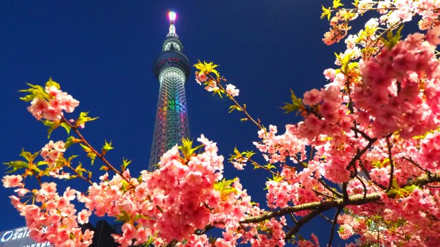 東武橋の河津桜とスカイツリー