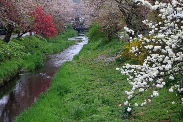 春の小川