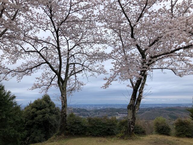 桜の展望台