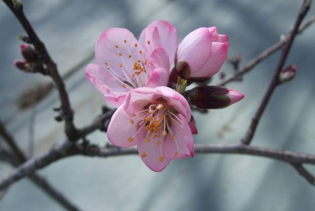 咲き始めたアーモンドの花