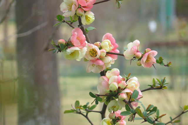 木瓜の花