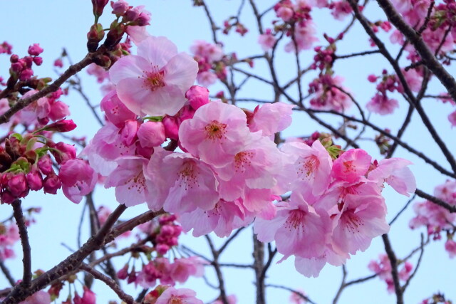 咲き始めた桜の花