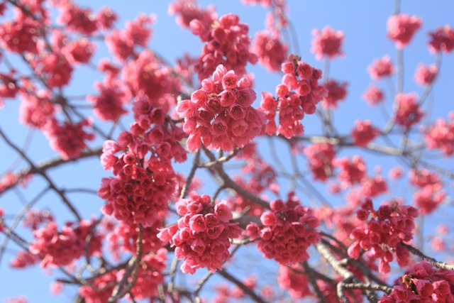 寒緋桜