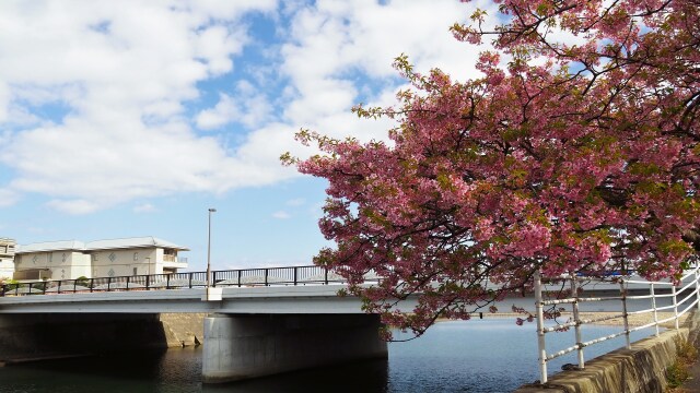 河津町の河津桜