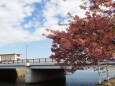 河津町の河津桜