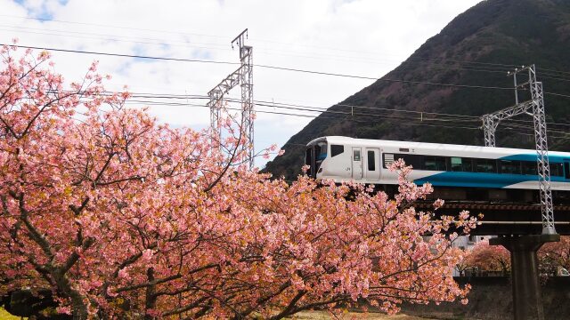 河津町の河津桜と踊り子号