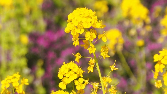 浜離宮恩賜庭園の菜の花