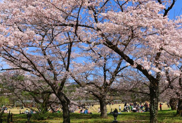 京都府立植物園