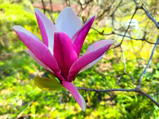 春の花