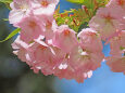 待ち遠しい桜の季節 3