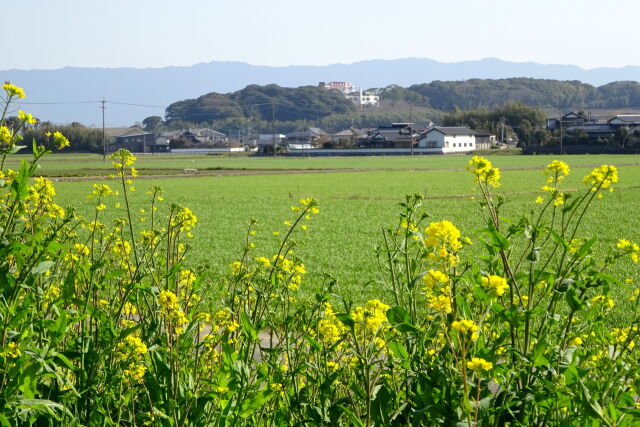 菜の花の春景色