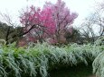 京都府立植物園