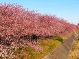 河津町の河津桜