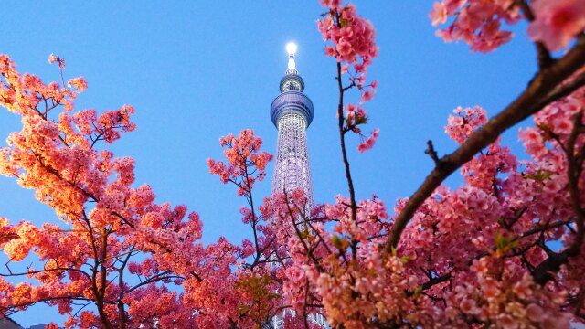 東武橋の河津桜とスカイツリー