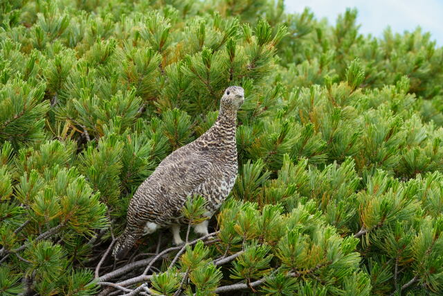 蝶ヶ岳のママ雷鳥