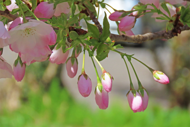 待ち遠しい桜の季節 4