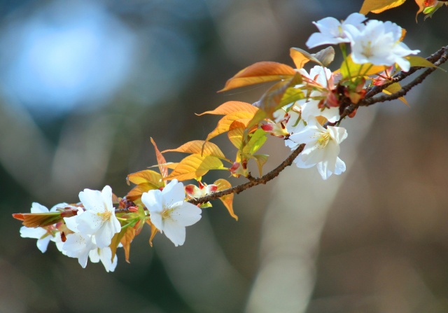 春の花