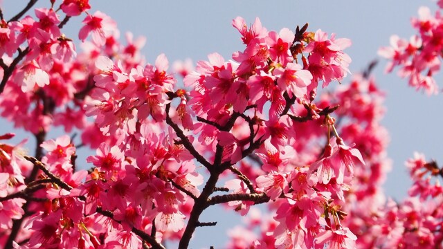 三ッ池公園のオカメ桜