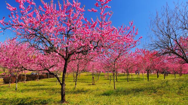 古河公方公園の花桃