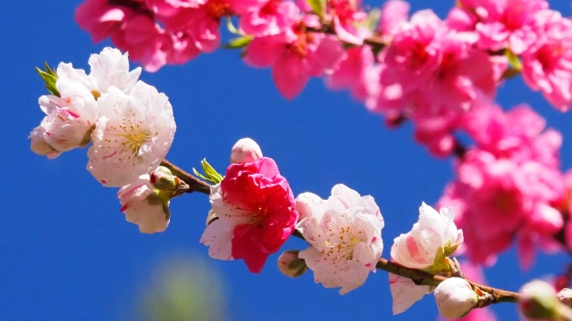 古河公方公園の花桃