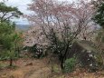 山桜