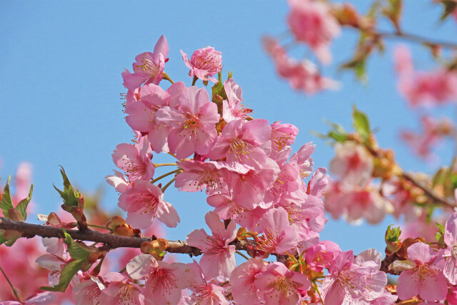 待ち遠しい桜の季節 6