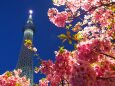 東武橋の河津桜とスカイツリー