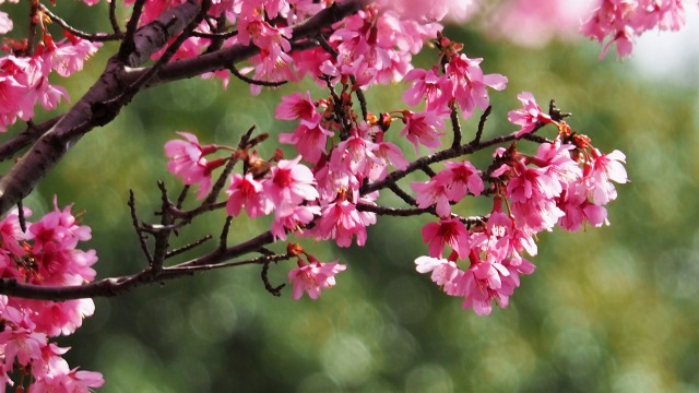 三ッ池公園のオカメ桜