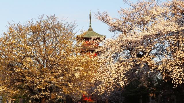 春の池上本門寺